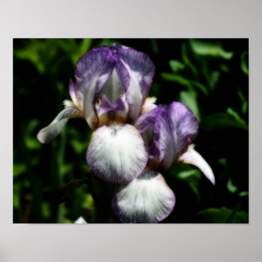 Purple And White Bearded Iris Flower Pair ポスター (正面)