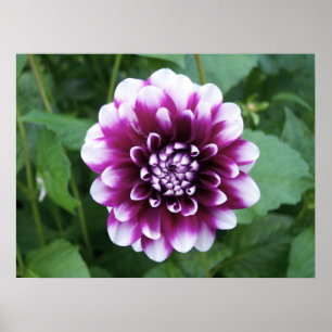 Purple and White Dahlia ポスター