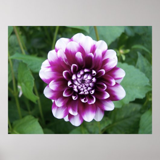 Purple and White Dahlia ポスター (正面)