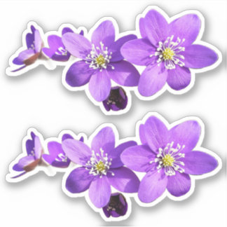 Purple Anemone Hepatica Flowers Vinyl Sticker シール