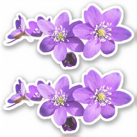 Purple Anemone Hepatica Flowers Vinyl Sticker シール (正面)