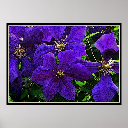 Purple Clematis ポスター (正面)