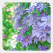 Purple Clematis flower スクエアシール (正面)