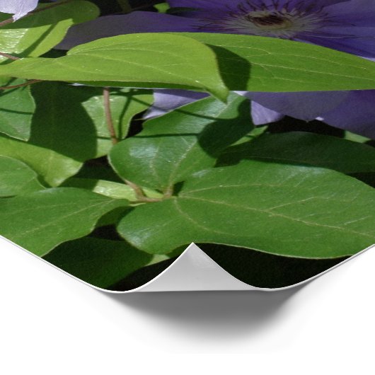 Purple Clematis On Fence In Sunlight ポスター (角)