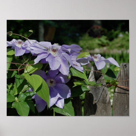 Purple Clematis On Fence In Sunlight ポスター (正面)