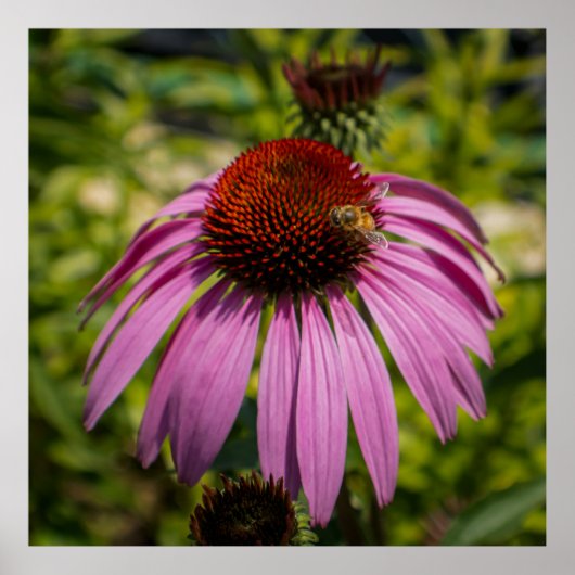 Purple Coneflower ポスター (正面)