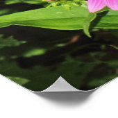 Purple Coneflowers、Bute Park、Cardiff、Wales ポスター (角)