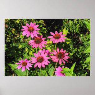 Purple Coneflowers、Bute Park、Cardiff、Wales ポスター
