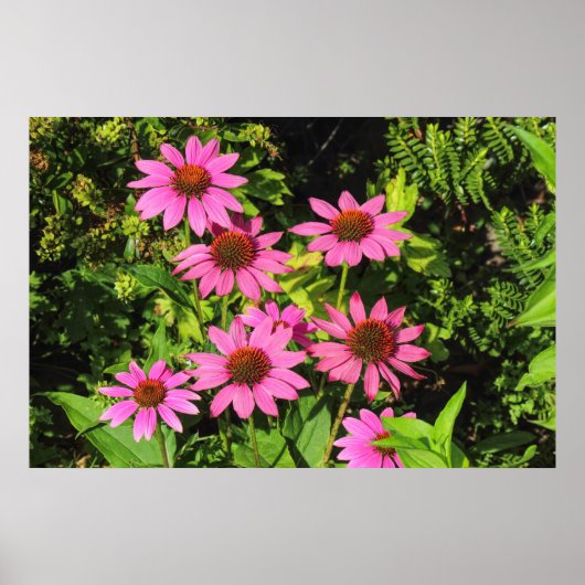 Purple Coneflowers、Bute Park、Cardiff、Wales ポスター (正面)