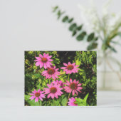 Purple Coneflowers、Bute Park、Cardiff、Wales ポストカード (スタンド正面)