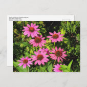 Purple Coneflowers、Bute Park、Cardiff、Wales ポストカード (正面/裏面)