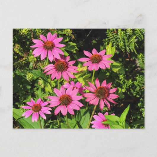 Purple Coneflowers、Bute Park、Cardiff、Wales ポストカード (正面)