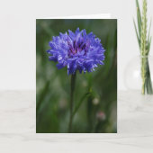 Purple Cornflower Greeting Card 案内状 (正面)