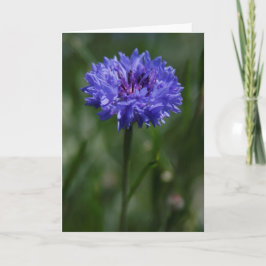 Purple Cornflower Greeting Card 案内状