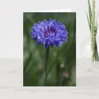 Purple Cornflower Greeting Card 案内状