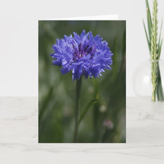 Purple Cornflower Greeting Card 案内状 (正面)