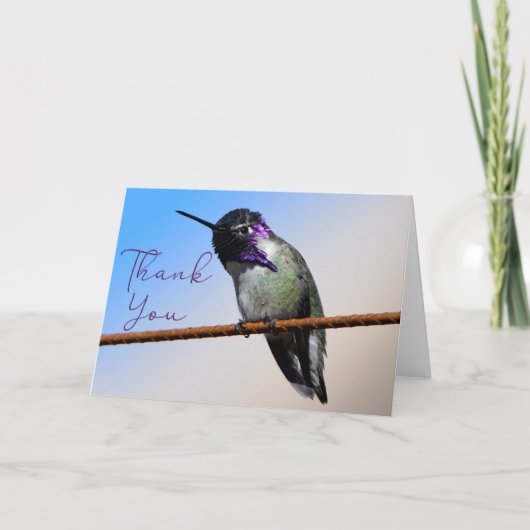 Purple Costa's Hummingbird写真サンキューカード サンキューカード (正面)