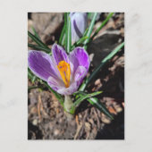 Purple Crocus First Flower of March 2026 ポストカード (正面)