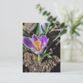 Purple Crocus First Flower of Spring 2026 ポストカード (スタンド正面)