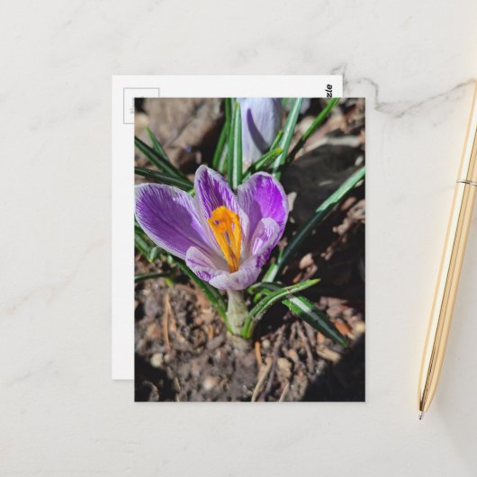 Purple Crocus First Flower of Spring 2026 ポストカード (正面/裏面インサイチュ)