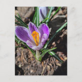 Purple Crocus First Flower of Spring 2026 ポストカード (正面)