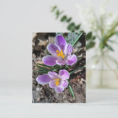Purple Crocus First Flowers of Spring 2026 ポストカード (スタンド正面)
