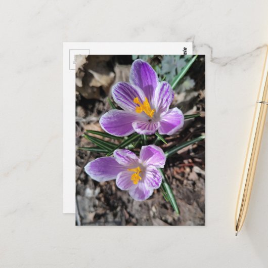 Purple Crocus First Flowers of Spring 2026 ポストカード (正面/裏面インサイチュ)