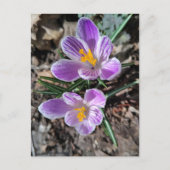 Purple Crocus First Flowers of Spring 2026 ポストカード (正面)