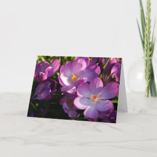 Purple Crocus Greeting Card 案内状
