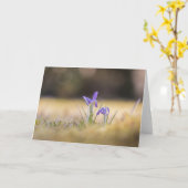 Purple Crocusesの自然写真 カード (黄色い花)