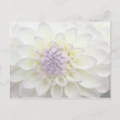 Purple Dahlia ・日付ポストカードの保存 案内ポストカード (裏面)