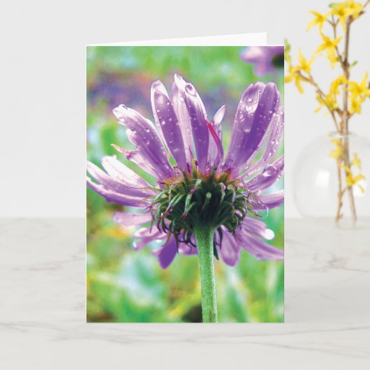 Purple Daisy With Dew, Stories in Nature Poetry カード (黄色い花)