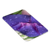 Purple Dewdrop Morning Glory マグネット (右側)