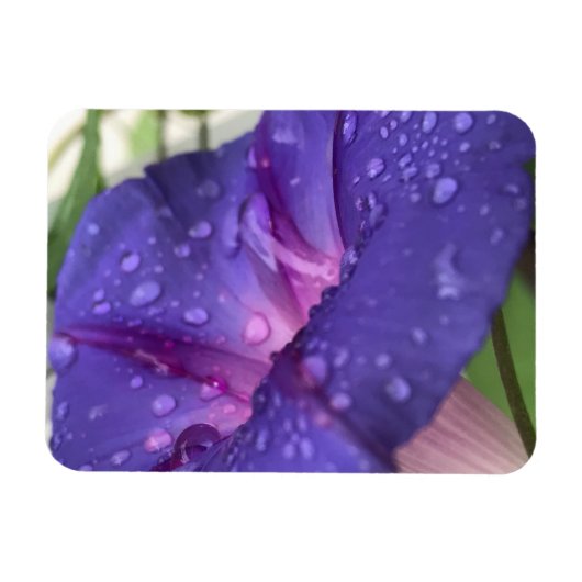 Purple Dewdrop Morning Glory マグネット (横)