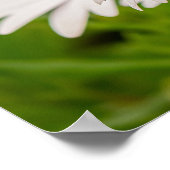 Purple-Eyed White Cape Daisy Trio ポスター (角)