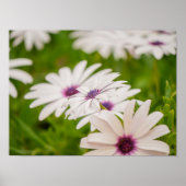 Purple-Eyed White Cape Daisy Trio ポスター (正面)