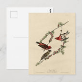 Purple Finch – ジョン・J・オードボンのアメリカの鳥 ポストカード (正面/裏面)