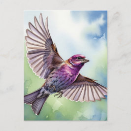 Purple Finch in flight ポストカード