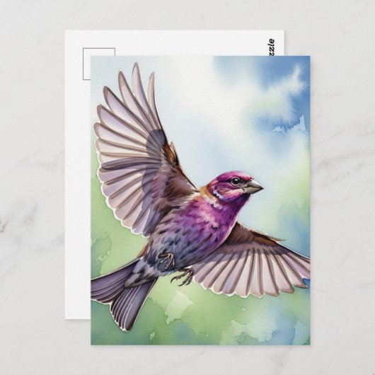 Purple Finch in flight ポストカード (正面/裏面)