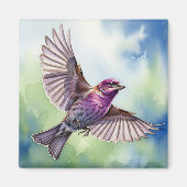 Purple Finch in flight マグネット (正面)