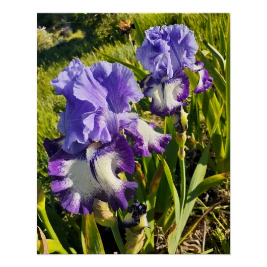 Purple Flowers Floral Iris Irises Mothers Day ポスター (正面)