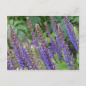 Purple flowers postcard ポストカード (正面)