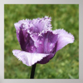 Purple Fringed Tulip  ポスター (正面)