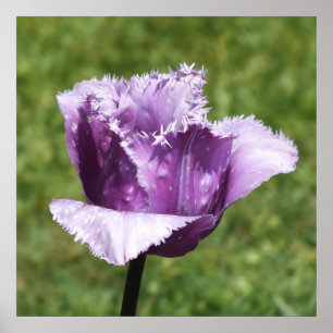 Purple Fringed Tulip ポスター
