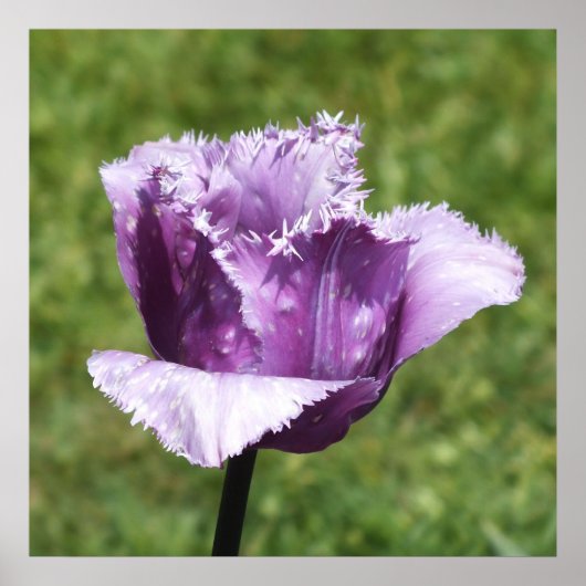 Purple Fringed Tulip  ポスター (正面)