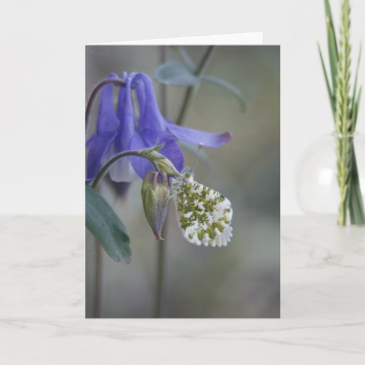 Purple Granny's bonnet/Columbine Greeting Card 案内状 (正面)