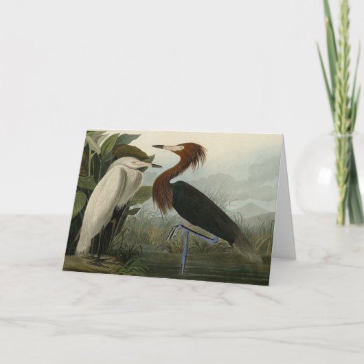 Purple Heron – アメリカのオードボンの鳥から カード (正面)