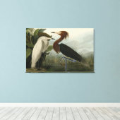 Purple Heron – アメリカのオードボンの鳥から キャンバスプリント (インサイチュ (ウッドフロア))