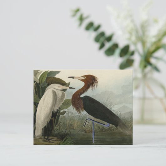 Purple Heron – アメリカのオードボンの鳥から ポストカード (スタンド正面)