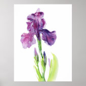 Purple Iris in Light Watercolor ポスター (正面)